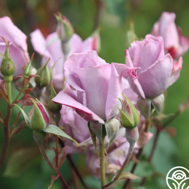 Blue Skies>Heirloom Roses Outlet