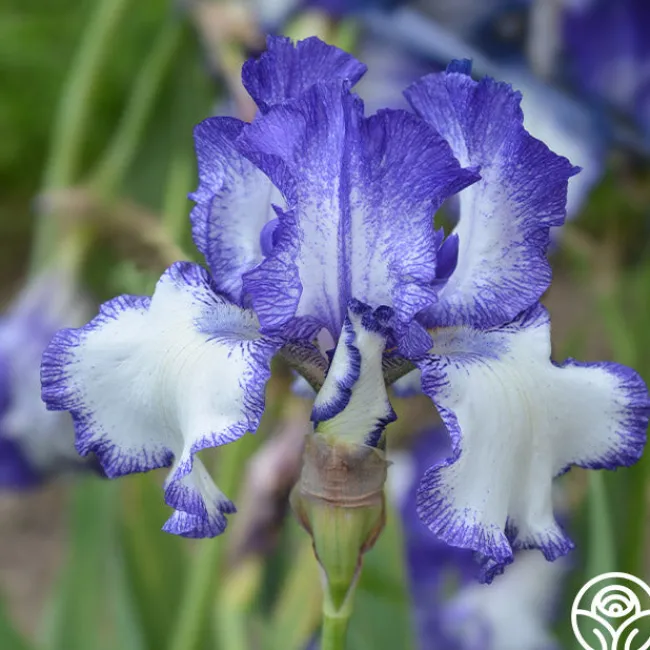 Blue Staccato>Heirloom Roses Clearance