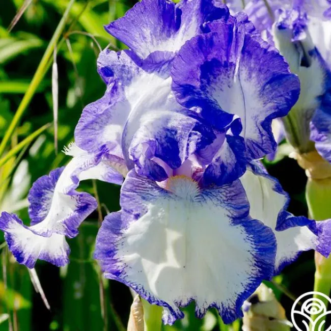 Blue Staccato>Heirloom Roses Clearance