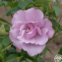 Blueberry Hill>Heirloom Roses Clearance