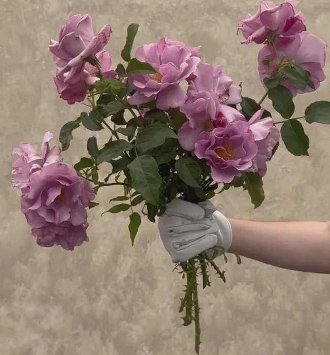 Blueberry Hill>Heirloom Roses Clearance