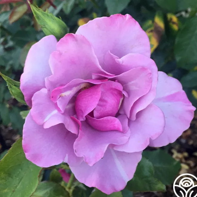 Blueberry Hill>Heirloom Roses Clearance