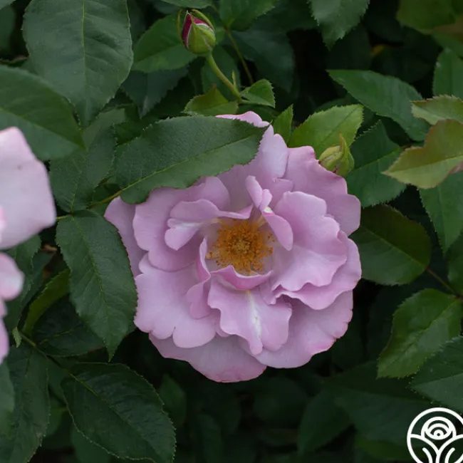 Blueberry Hill>Heirloom Roses Clearance