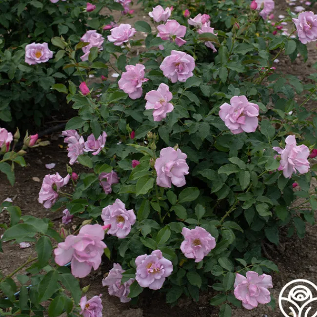 Blueberry Hill>Heirloom Roses Clearance