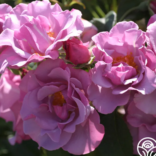 Blueberry Hill>Heirloom Roses Clearance