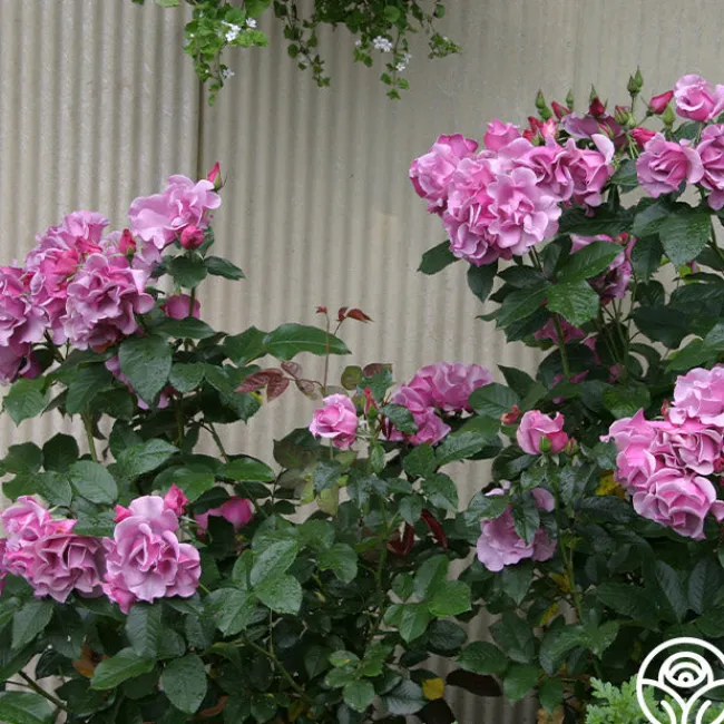 Blueberry Hill>Heirloom Roses Clearance