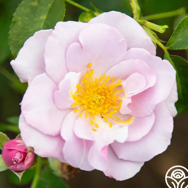 Blueberry Hill>Heirloom Roses Clearance