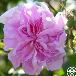 Blush Damask>Heirloom Roses Discount