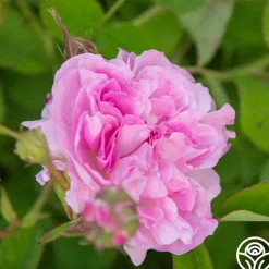 Blush Hip>Heirloom Roses Hot