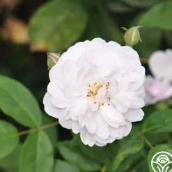 Blush Noisette>Heirloom Roses Online