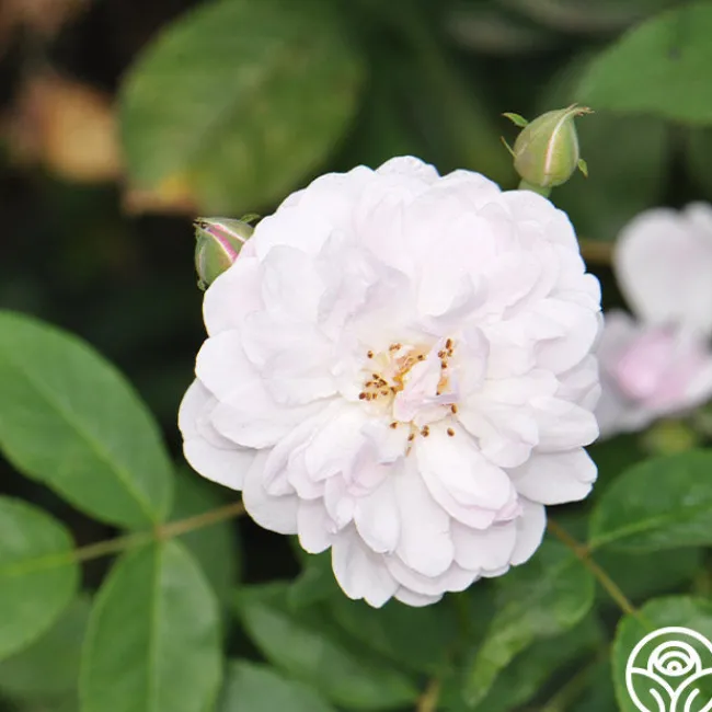Blush Noisette>Heirloom Roses Online