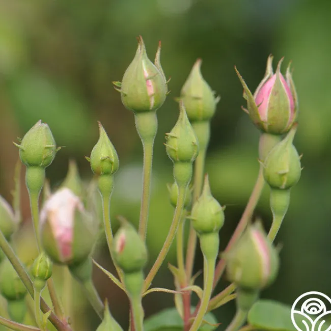 Blush Noisette>Heirloom Roses Online
