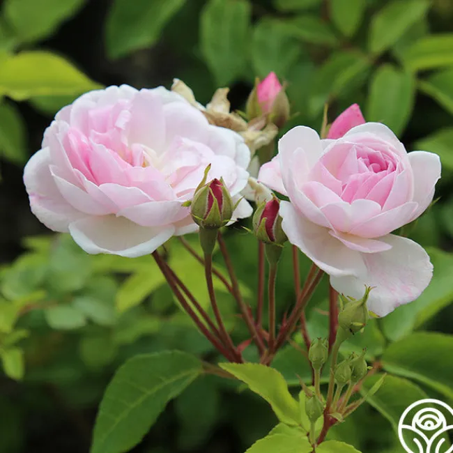 Blush Noisette>Heirloom Roses Online