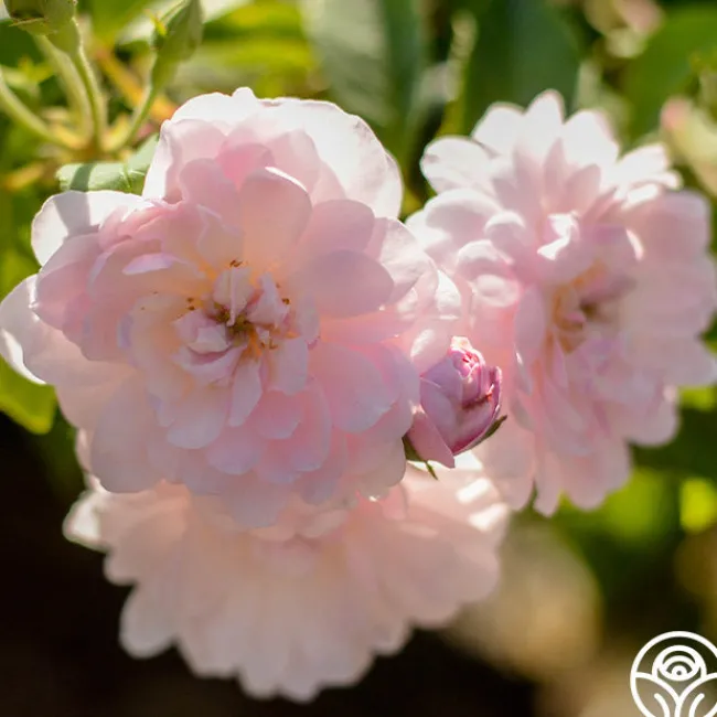 Blush Noisette>Heirloom Roses Online