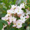Blushing Dogwood>Heirloom Roses Clearance
