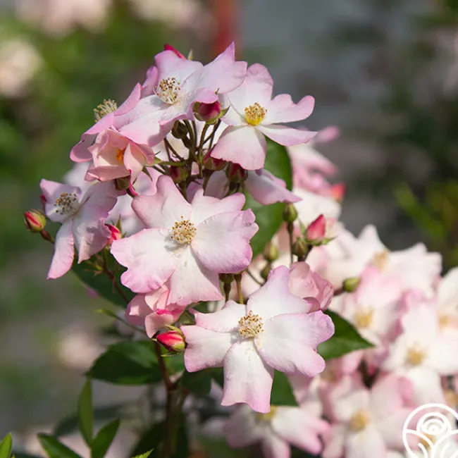Blushing Dogwood>Heirloom Roses Clearance