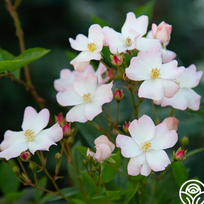 Blushing Dogwood>Heirloom Roses Clearance