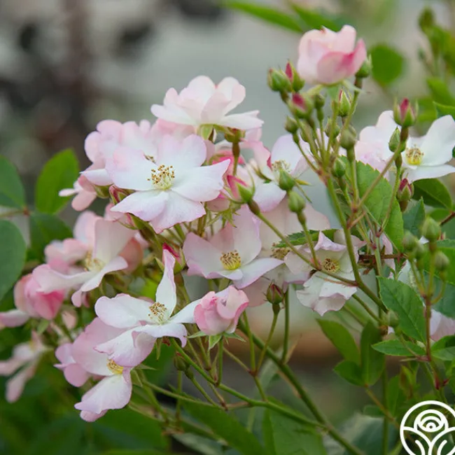 Blushing Dogwood>Heirloom Roses Clearance