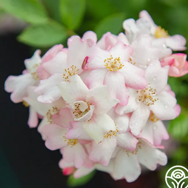 Blushing Dogwood>Heirloom Roses Clearance