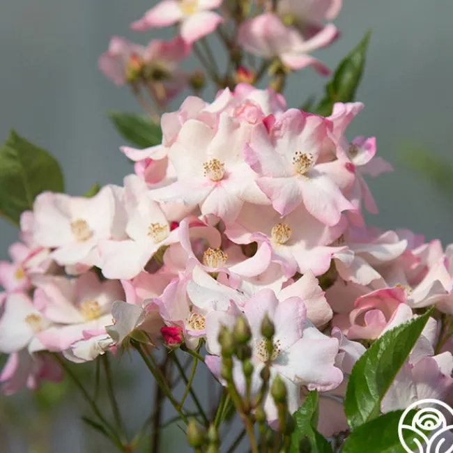 Blushing Dogwood>Heirloom Roses Clearance