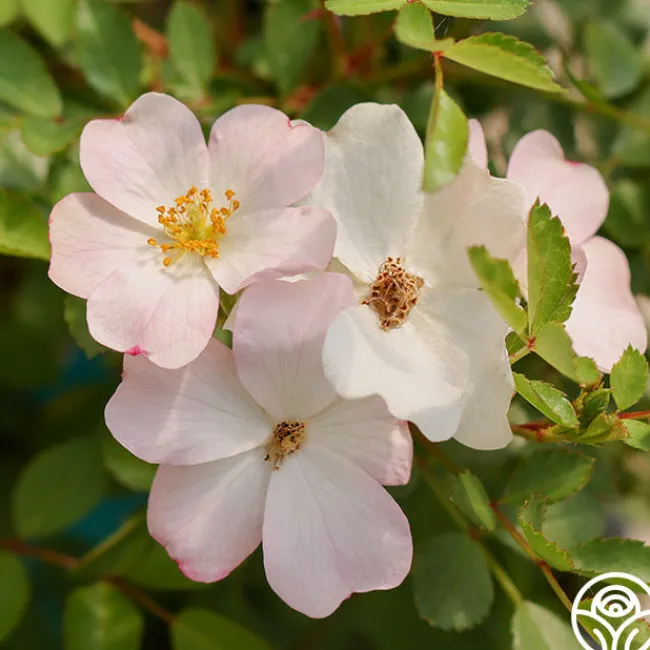 Blushing Dogwood>Heirloom Roses Clearance