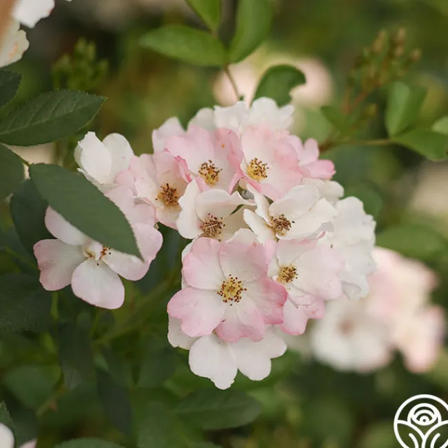Blushing Dogwood>Heirloom Roses Clearance