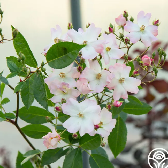 Blushing Dogwood>Heirloom Roses Clearance