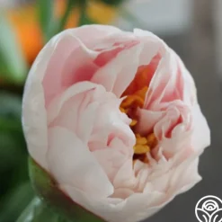 Blushing Princess>Heirloom Roses Discount