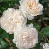 Bolero™>Heirloom Roses New