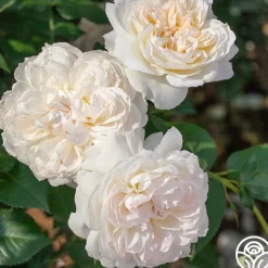 Bolero™>Heirloom Roses New