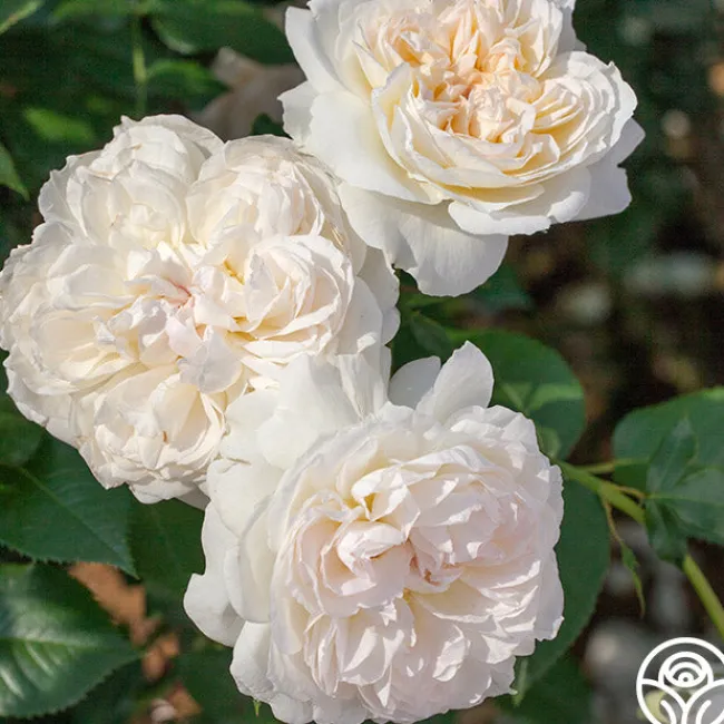 Bolero™>Heirloom Roses New