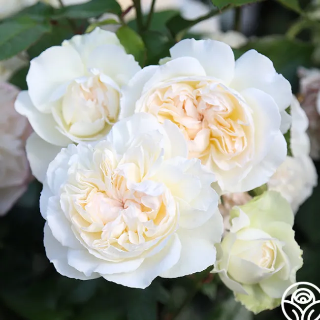 Bolero™>Heirloom Roses New