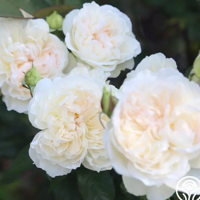 Bolero™>Heirloom Roses New