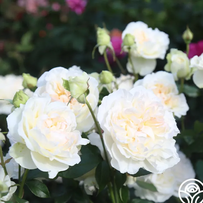 Bolero™>Heirloom Roses New
