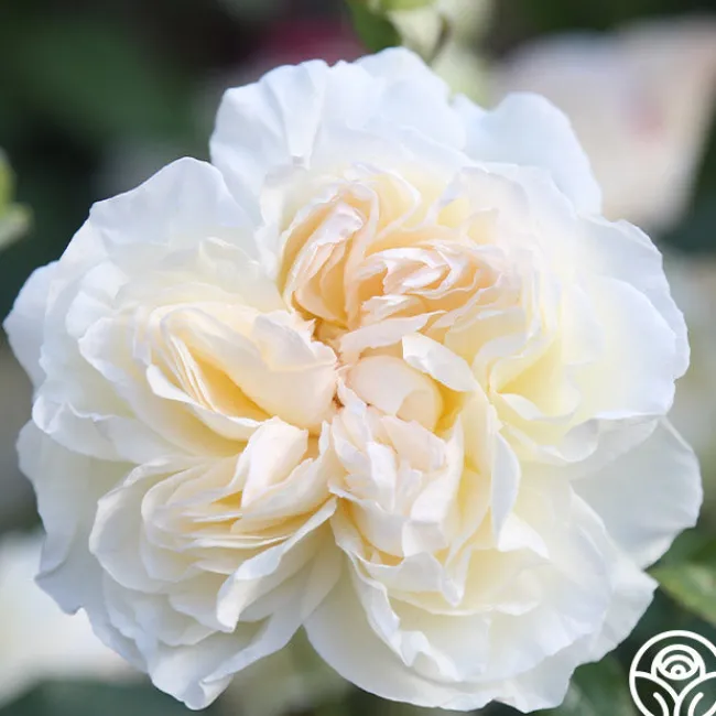 Bolero™>Heirloom Roses New
