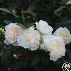 Bolero™><noscript><img width=