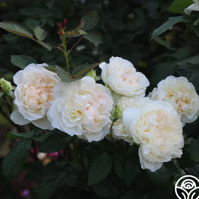 Bolero™>Heirloom Roses New