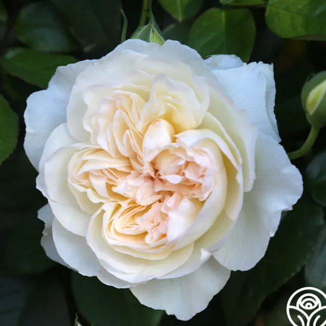 Bolero™>Heirloom Roses New