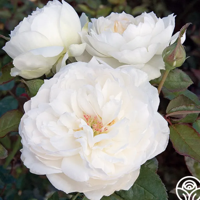 Bolero™>Heirloom Roses New