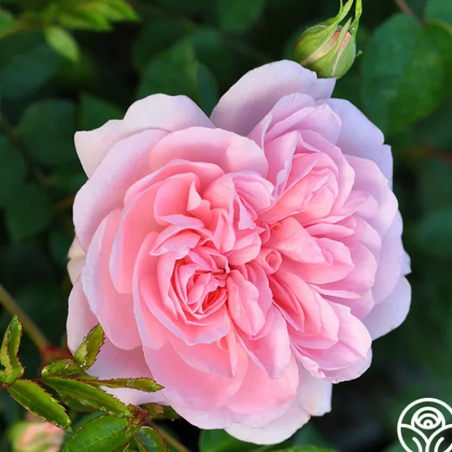 Bonica®>Heirloom Roses Discount