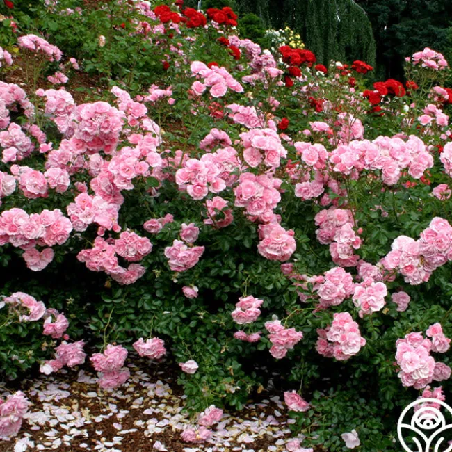 Bonica®>Heirloom Roses Discount
