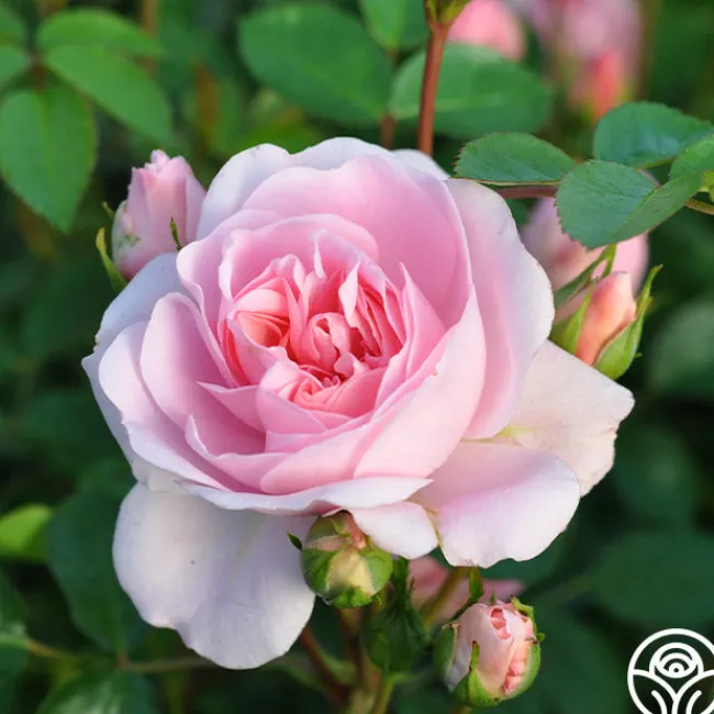 Bonica®>Heirloom Roses Discount