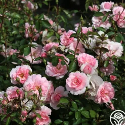 Bonica®><noscript><img width=