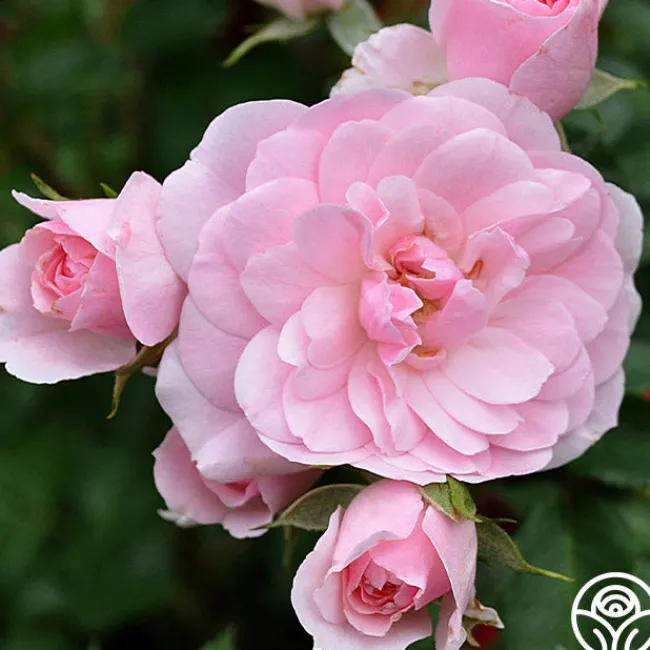 Bonica®>Heirloom Roses Discount