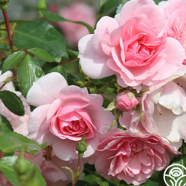Bonica®>Heirloom Roses Discount