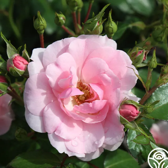Bonica®>Heirloom Roses Discount