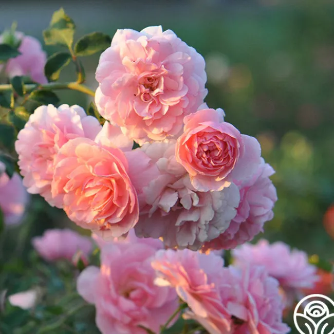 Bonica®>Heirloom Roses Discount