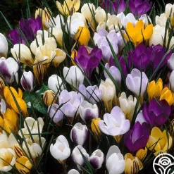 Botanical Crocus Mix>Heirloom Roses Clearance