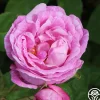 Bourbon Queen>Heirloom Roses Hot