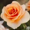 Brandy™>Heirloom Roses Online
